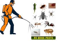 Same Day Pest Inspection Services Adelaide image 2